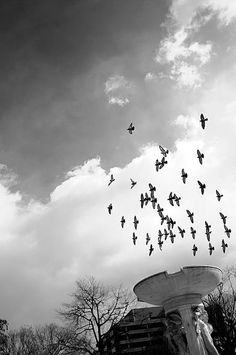 a flock of birds flying over a fountain