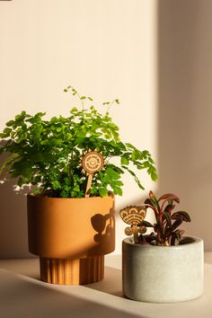 two potted plants sitting next to each other on a counter top in front of a white wall