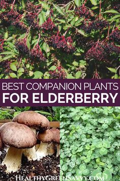 the best companion plants for elderberry in your garden and how to grow them from seed