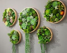 four wooden planters filled with different types of succulents and greenery