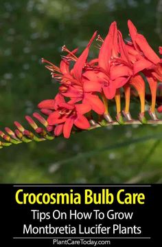 a close up of a flower on a plant with the words, crocosmia bulb care tips on how to grow monteria lucifier plants