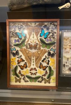 a display case with butterflies and moths on it