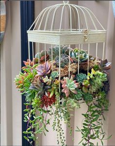 a white birdcage filled with lots of succulents