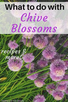 Chive blossoms, fresh! Chive Flower Butter, Uses For Chive Blossoms, Garlic Chive Flowers Recipe, Chive Flower Recipes, Chive Flower Infused Oil, Chive Blossom Oil, Chive Flowers Uses, Chive Flower Uses, Chive Flower Vinegar