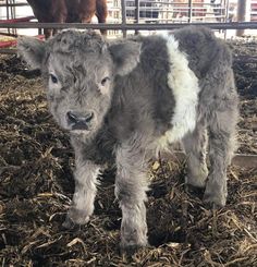 a baby cow standing in the middle of a pen with another cow behind it looking at the camera