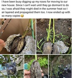 several pictures of plants growing in the ground and on top of each other with caption that reads, i have been busy digging up my roses for moving to our