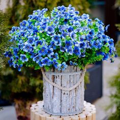 blue flowers are in a bucket on a wooden stand