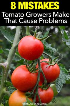 tomatoes growing on the vine with text overlay that says 8 ways to make tomato growers