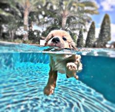 Cute Dog, The Dog, Ideas Style, Home Ideas, A Dog, Swimming, Style Inspiration, Pool, Water