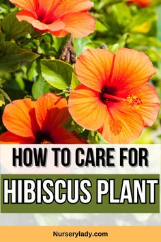 Hibiscus care -
Hibiscus plant care tips -
Hibiscus plant maintenance -
Hibiscus gardening advice -
Hibiscus plant problems -
Hibiscus troubleshooting -
Hibiscus plant health -
Hibiscus plant care guide -
Hibiscus plant watering -
Hibiscus plant pests -
Flowering plant care -
Plant care techniques -
Gardening tips -
Indoor plant care -
Hibiscus plant diseases -
Garden maintenance -
Plant pruning -
Pest control for plants -
Organic gardening methods -
Plant nutrition requirements - How To Care For Hibiscus Plants, Hibiscus Care Outdoors, Wilting Flowers, Ginger Plants