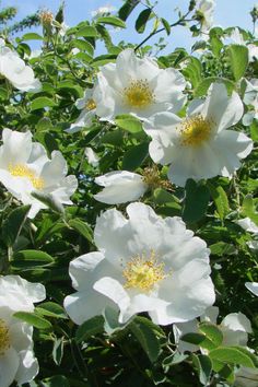 white flowers with green leaves and blue sky in the background