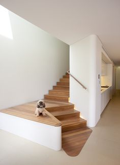 a stuffed animal sitting on top of a wooden stair case next to a white wall