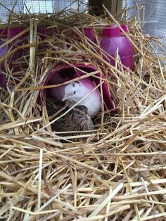 two small birds in a nest made out of hay and plastic cups on top of straw