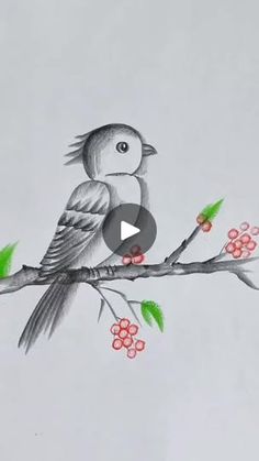 a drawing of a bird sitting on a branch with berries in it's beak