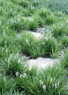 some very pretty green plants by the rocks