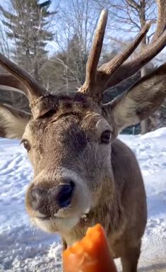 a deer with antlers on it's head eating an orange carrot