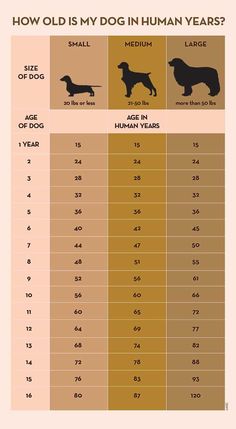 an info sheet showing the size and weight of different breeds of dogs in each country