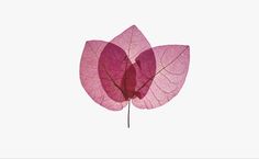 two pink leaves are shown against a white background in this artistic photo, the petals appear to be wilted