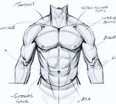 a drawing of a man's torso and muscles with the words, ` how to draw