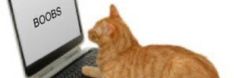 an orange tabby cat sitting in front of a laptop computer with the word boos on it