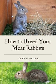 a rabbit sitting in the grass next to a wooden box with text overlay reading how to breed your meat rabbits