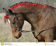 a brown horse with red flowers on it's bridle in a field