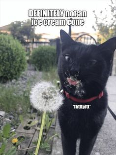 a black cat sitting next to a dandelion with its mouth open and tongue out