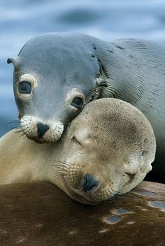 two sea lions cuddle together on the rocks