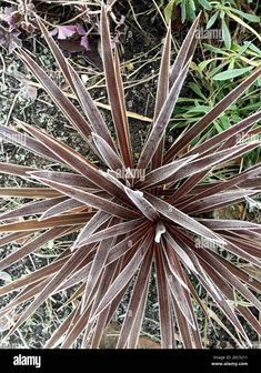 the top view of a plant with long, thin leaves on it - stock image