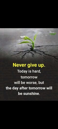 a green plant with the words never give up today is hard, tomorrow will be worse, but the day after tomorrow will be sunshine