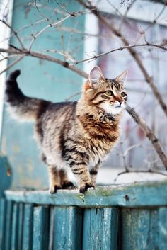 a cat that is standing on top of a wooden fence in the snow with it's eyes closed