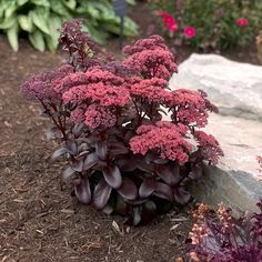 purple flowers are growing in the dirt near some rocks and plants with red leaves on them