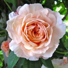 a pink rose is blooming in the garden