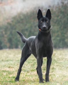 a black dog standing on top of a grass covered field