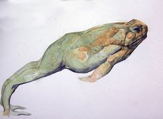 a drawing of a frog laying on its back