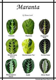 the different types of leaves that are featured in this poster, which includes names and pictures