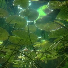 the water is full of green plants and leaves with sunlight shining through them on the surface