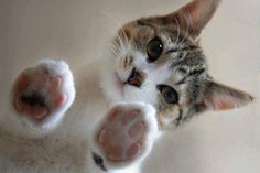 a close up of a cat laying on its back with it's paws stretched out