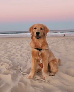 a golden retriever sitting on the beach with his leash tied to it's neck