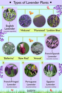 the different types of lavender plants