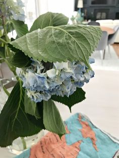 a vase filled with blue and white flowers on top of a table next to a map