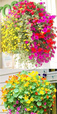 three different types of flowers hanging from the side of a building with numbers on it