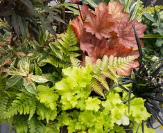 some plants that are in a pot on the ground