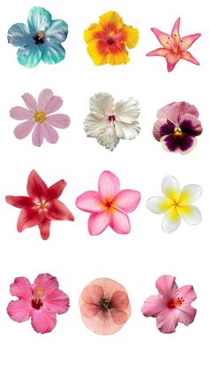 many different types of flowers on a white background