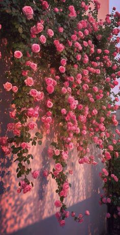 pink roses growing on the side of a building