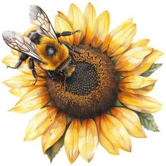 a drawing of a sunflower with two bees sitting on it's center piece