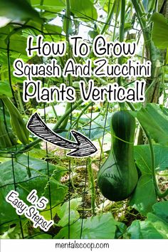 the words how to grow squash and zucchini plants vertical