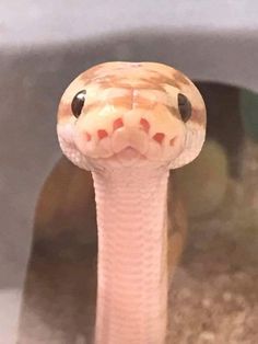 a close up view of a snake's head