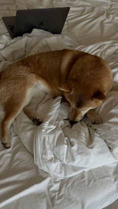 a brown dog laying on top of a bed covered in white sheets and blankets next to a laptop computer