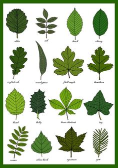 different types of leaves are shown in this image, including green and brown leaf shapes